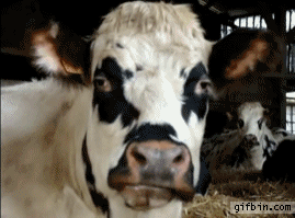 1317226737_cow_chewing
